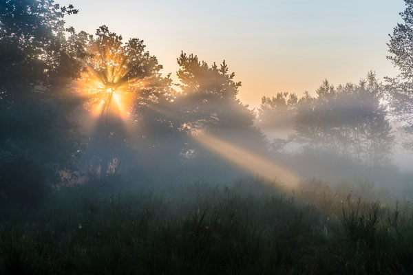 Sonnenaufgang in der Mehlinger Heide