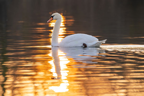 Höckerschwan