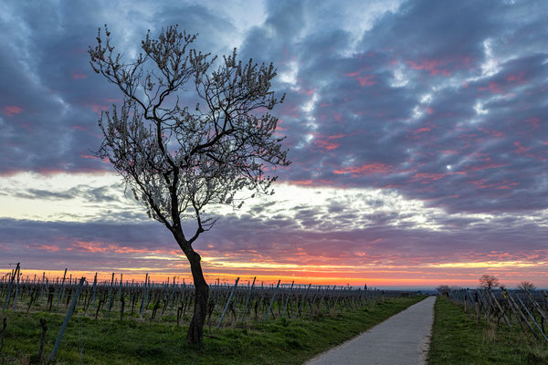 Mandelblüte bei Gimmeldingen