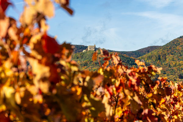 Hambacher Schloss im Herbstkleid
