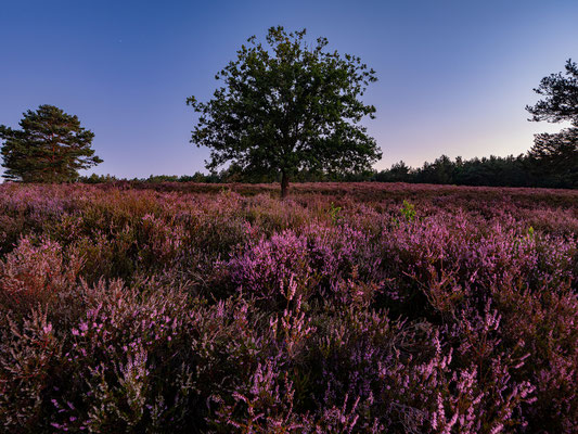 Frühmorgens in der Mehlinger Heide
