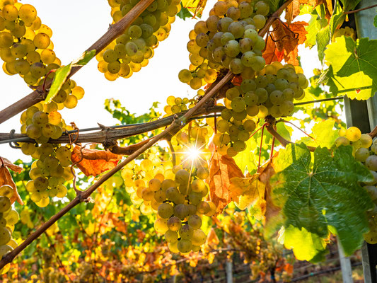 Goldener Herbst bei Birkweiler