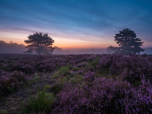 Frühherbst in der Mehlinger Heide
