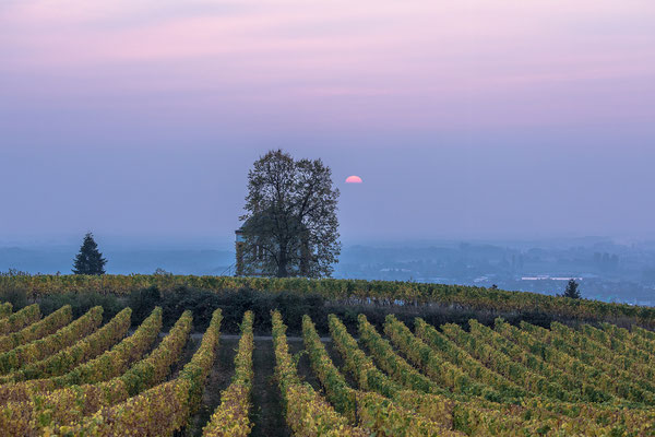 Morgenstimmung am "Deidesheimer Tempel"