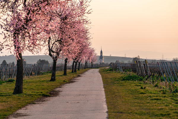 Mandelblüte bei Kirchheim im Morgenlicht