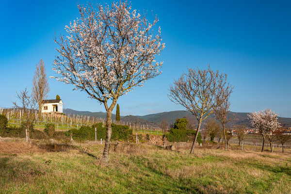 Beginnende Mandelblüte bei Maikammer
