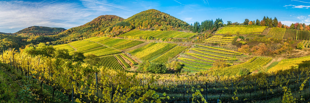 Weinlage Kastanienbusch im Herbstkleid, 120 x 40 cm, Alu-Dibond, Rückseitige Hängung mit Aluminiumschiene, 280 €