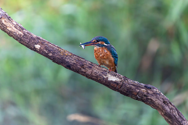 Eisvogel