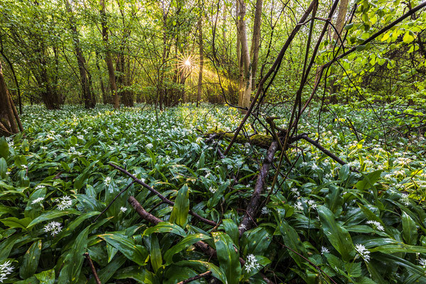 Bärlauchblüte im Queichtal