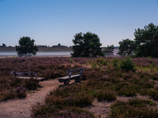Nächtliche Mehlinger Heide im Mondlicht