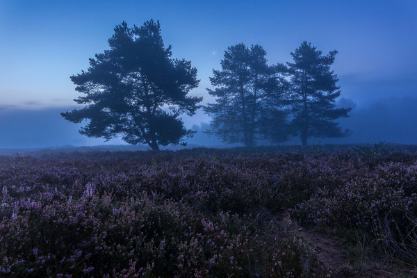 Frühmorgens in der Mehlinger Heide