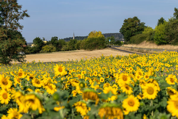 Sonnenblumenfeld bei Eisenberg