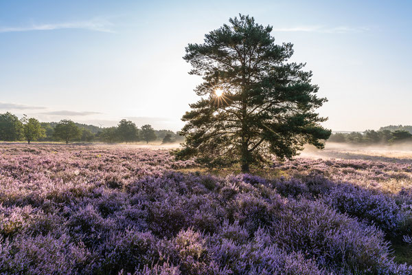 Sonnenaufgang in der Mehlinger Heide