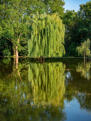 Hochwasser im Stadtpark Speyer