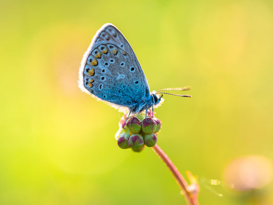 Bläuling auf einer Wiese bei Duttweiler