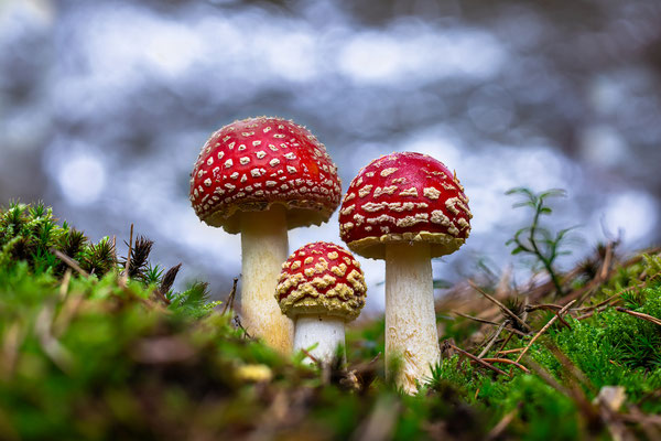 Fliegenpilze im Herbstwald an der Kalmit