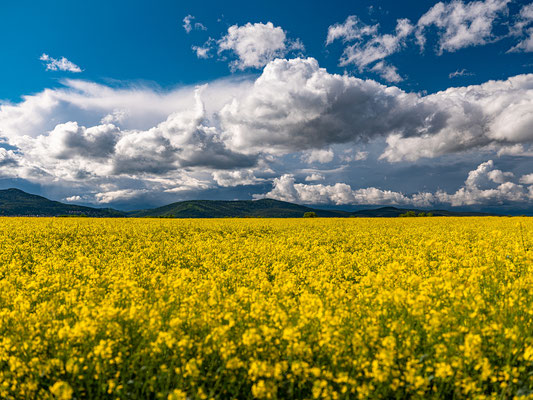 Wetterstimmung über einem Rapsfeld bei Lachen-Speyerdorf