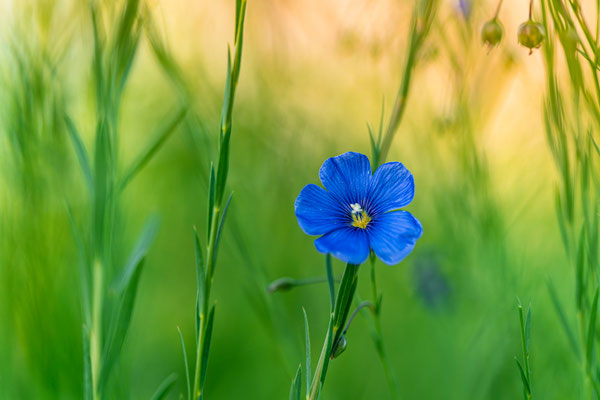 Blühender Lein
