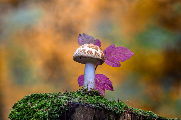 Waldpilze im Modenbachtal