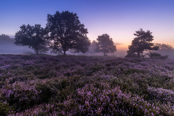 Nebliger Sonnenaufgang in der Mehlinger Heide