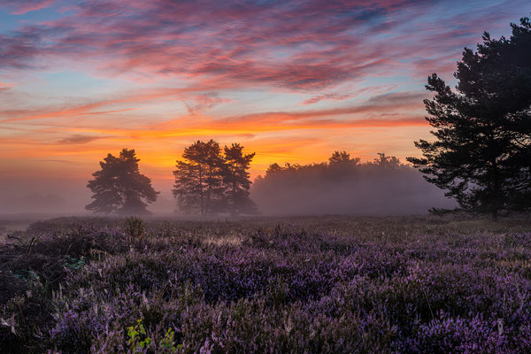 Toller Morgen in der Mehlinger Heide