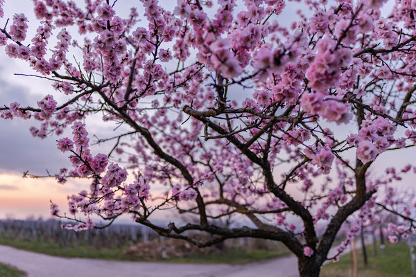 Mandelblüte in Gimmeldingen