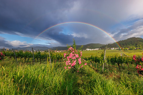Regenbogen bei Gimmeldingen