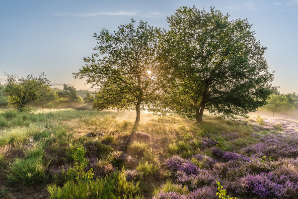 Sonnenaufgang in der Mehlinger Heide