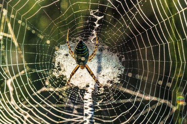 Zebraspinne in ihrem taufeuchten Netz