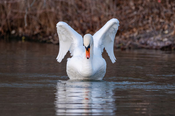 Höckerschwan