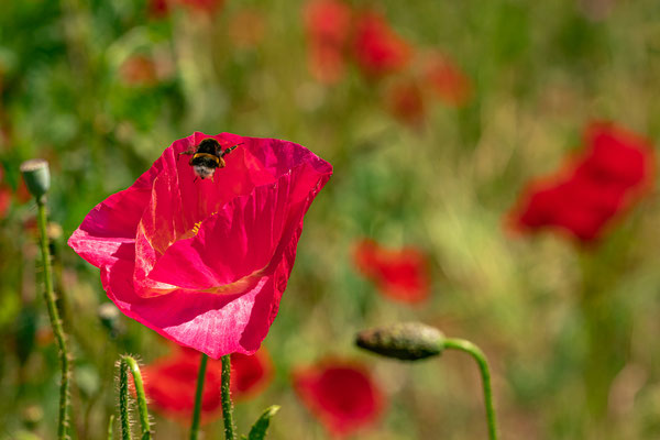 Mohnblüte bei Impflingen