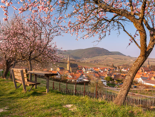 Mandelblüte rund um Birkweiler