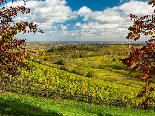 Herbstlandschaften bei Birkweiler