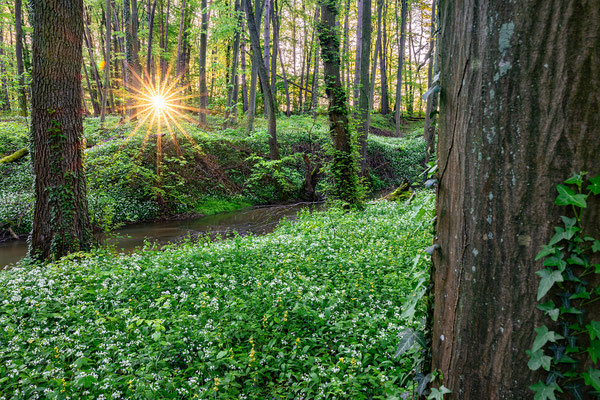 Bärlauchblüte bei Jockgrim