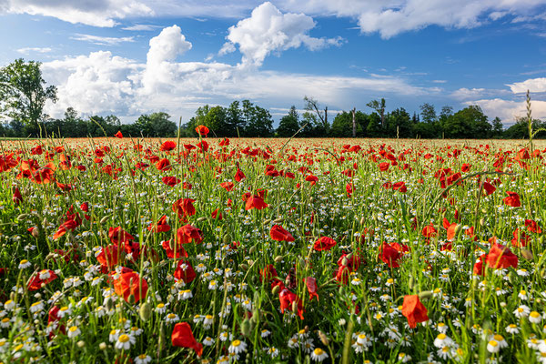 Blumenwiese bei Freimersheim