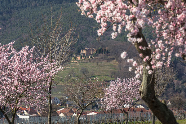 Mandelblüte bei Maikammer