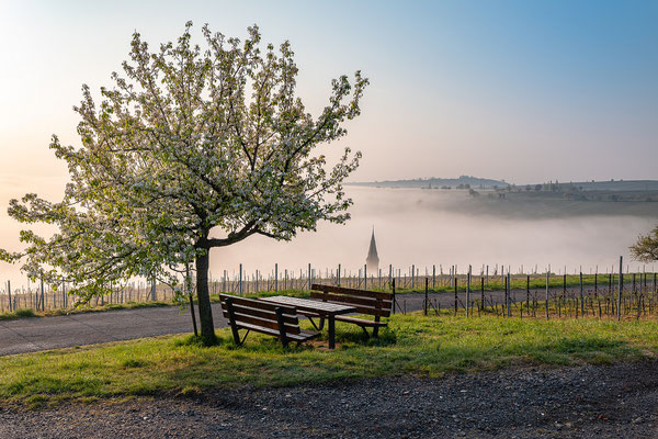 Dichter Morgennebel bei Birkweiler
