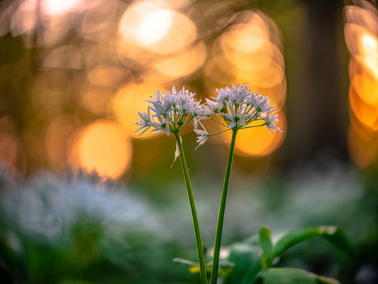 Bärlauchblüte bei Hördt