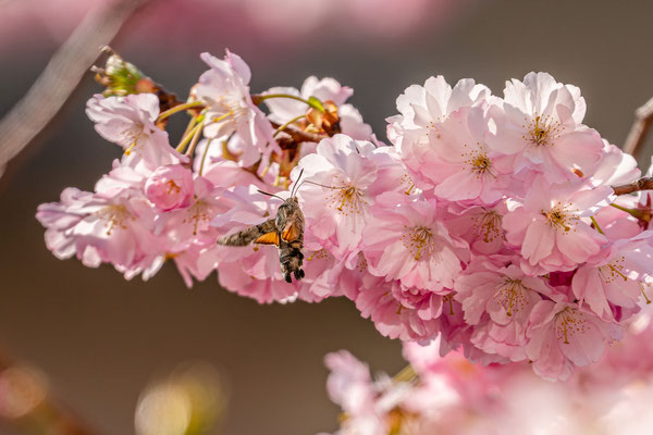 Zierkirschenblüte in Neustadt