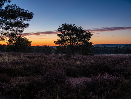 Frühmorgens in der Mehlinger Heide