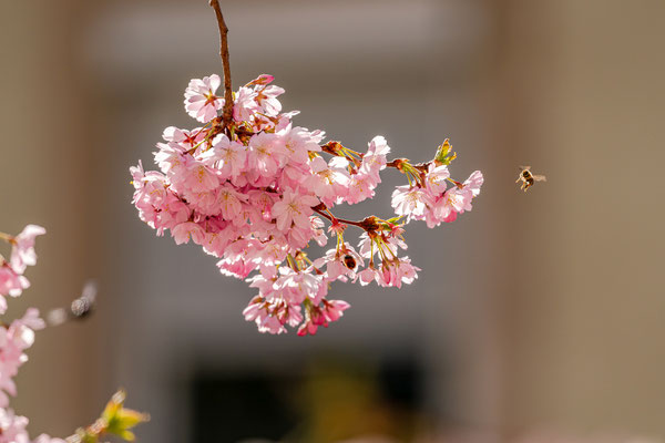 Zierkirschblüte in Neustadt