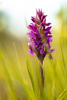 Auf einer Orchideenwiese bei Geinsheim