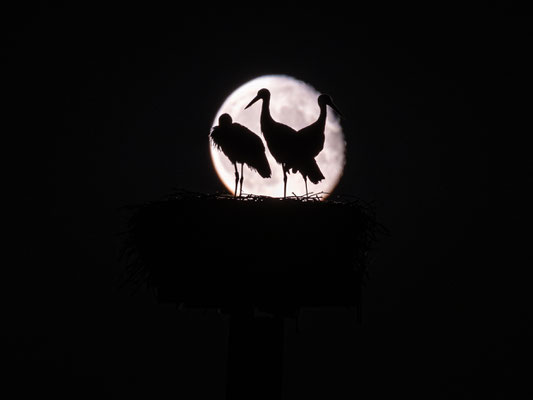 Jungstörche im Licht des Vollmondes