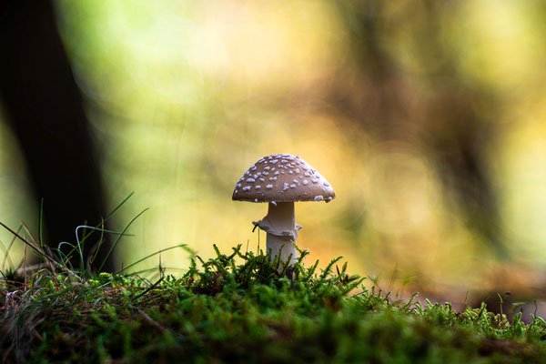 Herbst im Modenbachtal