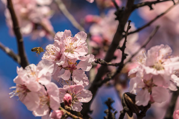 Mandelblüte in Gimmeldingen