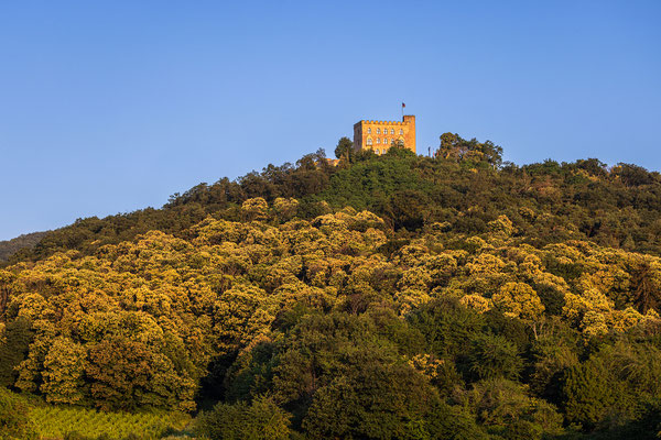 Kastanienblüte am Hambacher Schloss