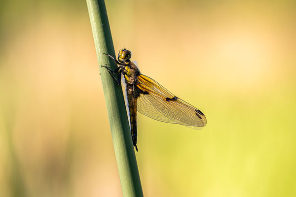frisch geschlüpfte Vierflecklibelle