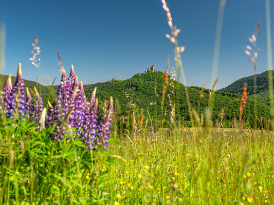 Sommerwiese bei Annweiler