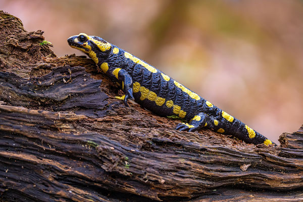 Feuersalamander