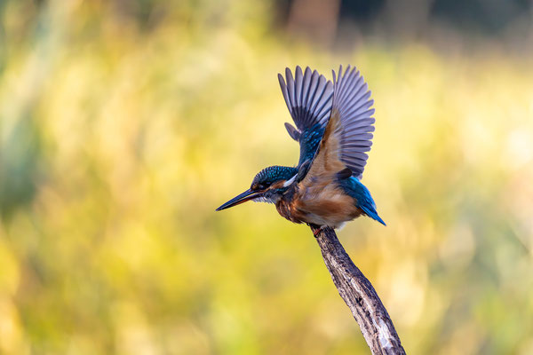 Eisvogel
